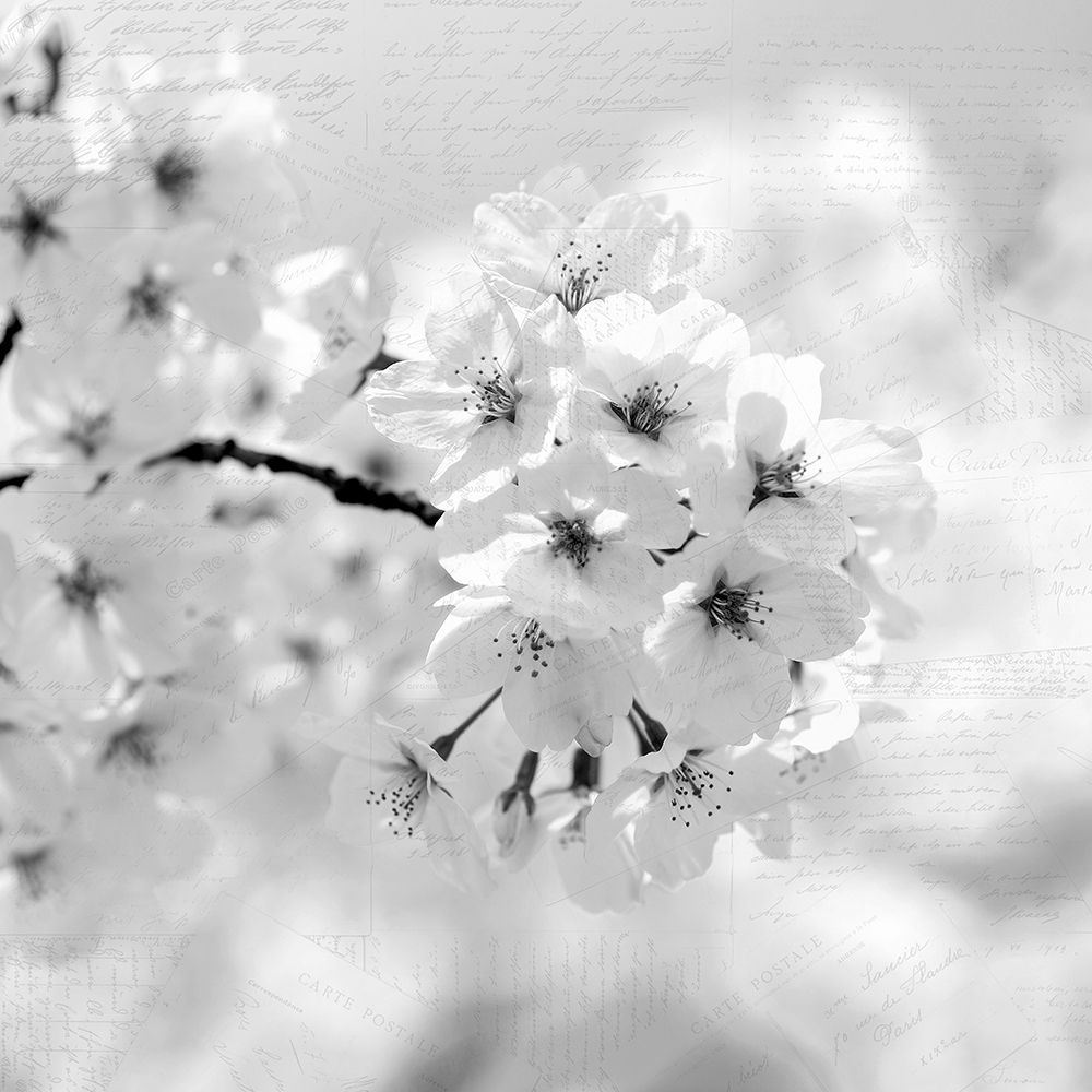 Postcard Magnolia 1 art print by Kimberly Allen for $57.95 CAD