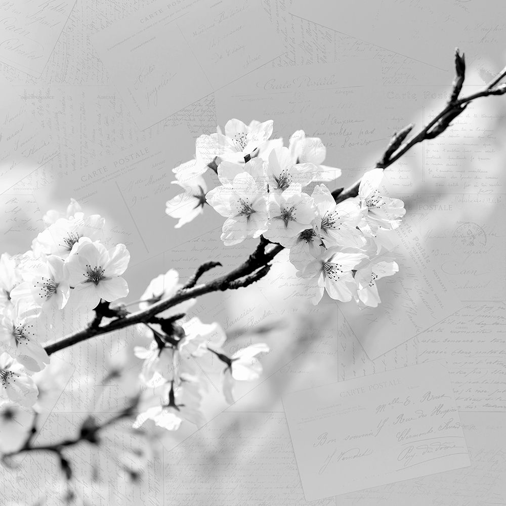 Postcard Magnolia 2 art print by Kimberly Allen for $57.95 CAD