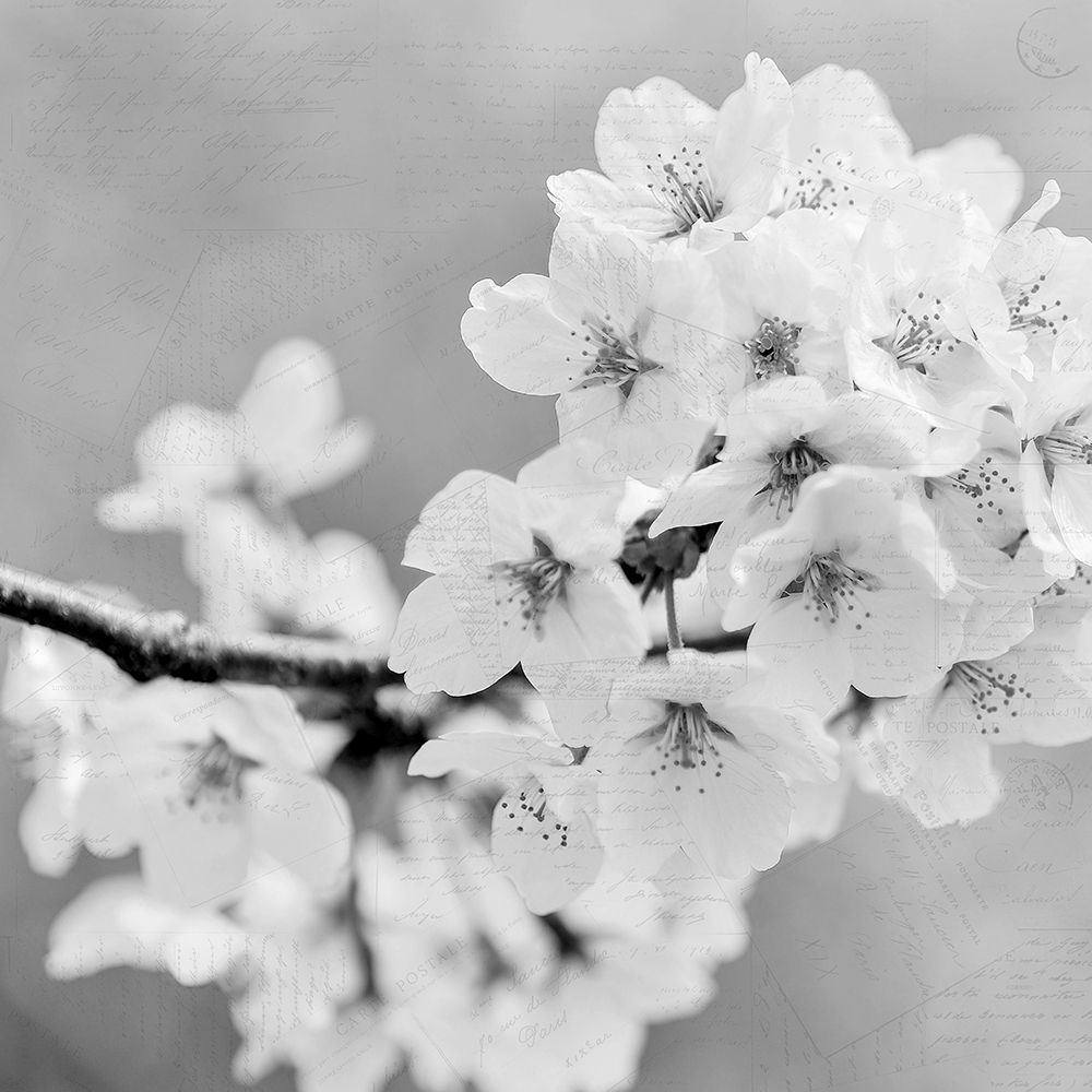 Postcard Magnolia 3 art print by Kimberly Allen for $57.95 CAD