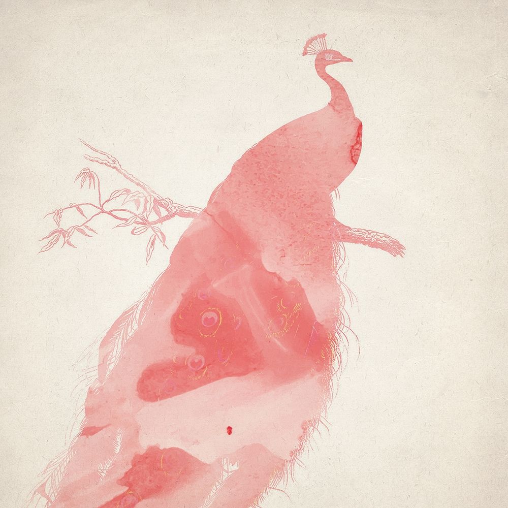 Pink Peacock 1 art print by Kimberly Allen for $57.95 CAD
