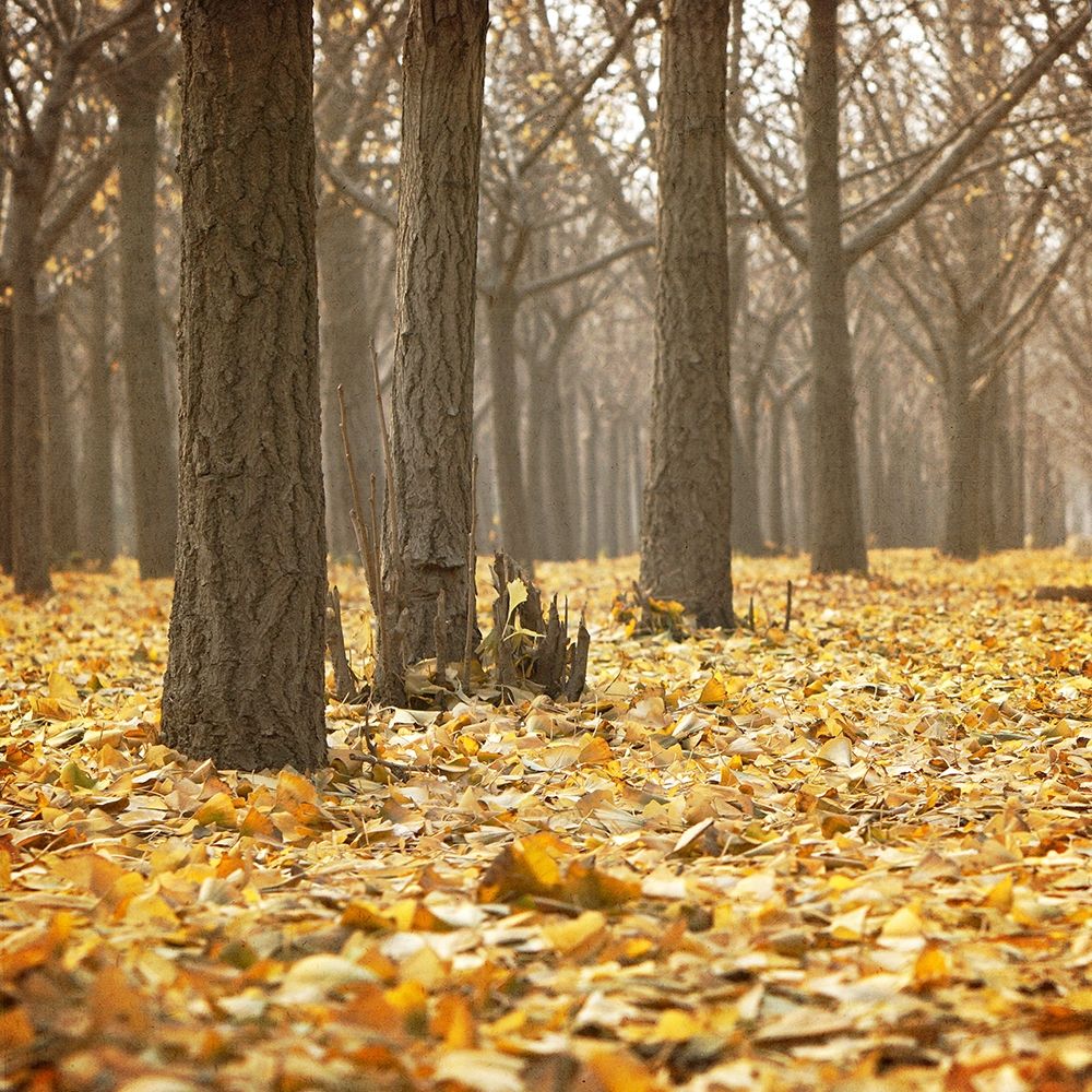 Forest Floor 1 art print by Kimberly Allen for $57.95 CAD