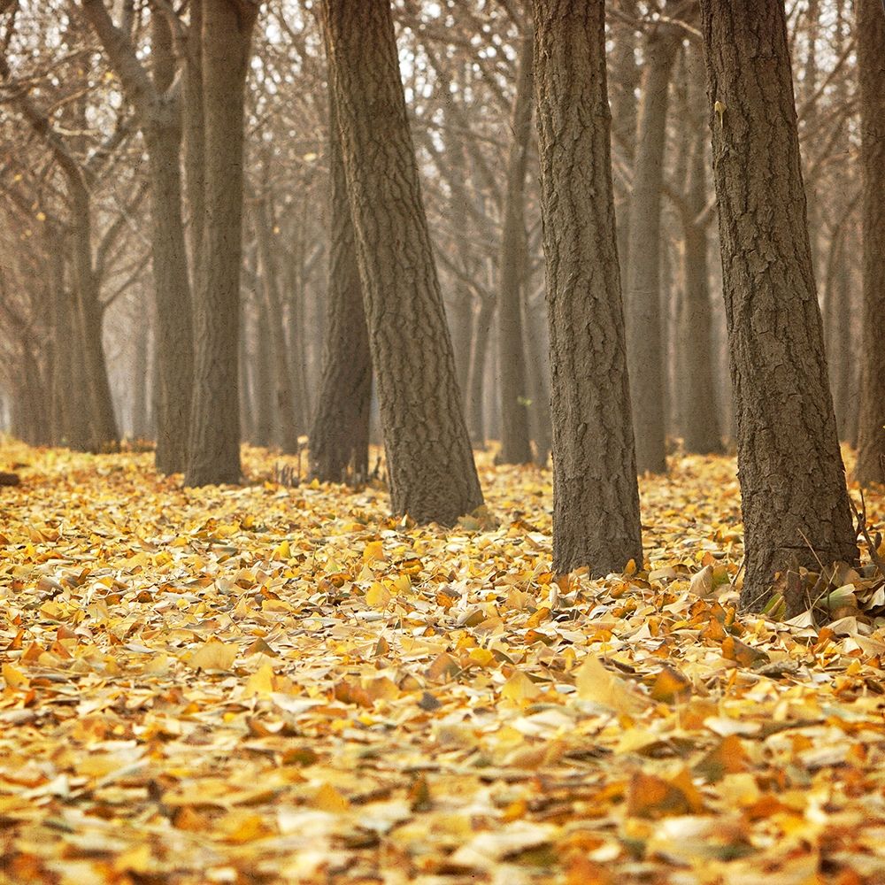 Forest Floor 2 art print by Kimberly Allen for $57.95 CAD