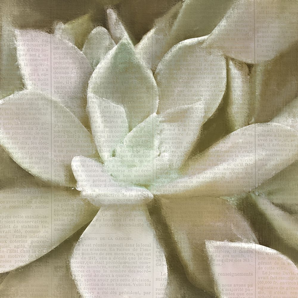 Newspaper Succulent 1 art print by Kimberly Allen for $57.95 CAD