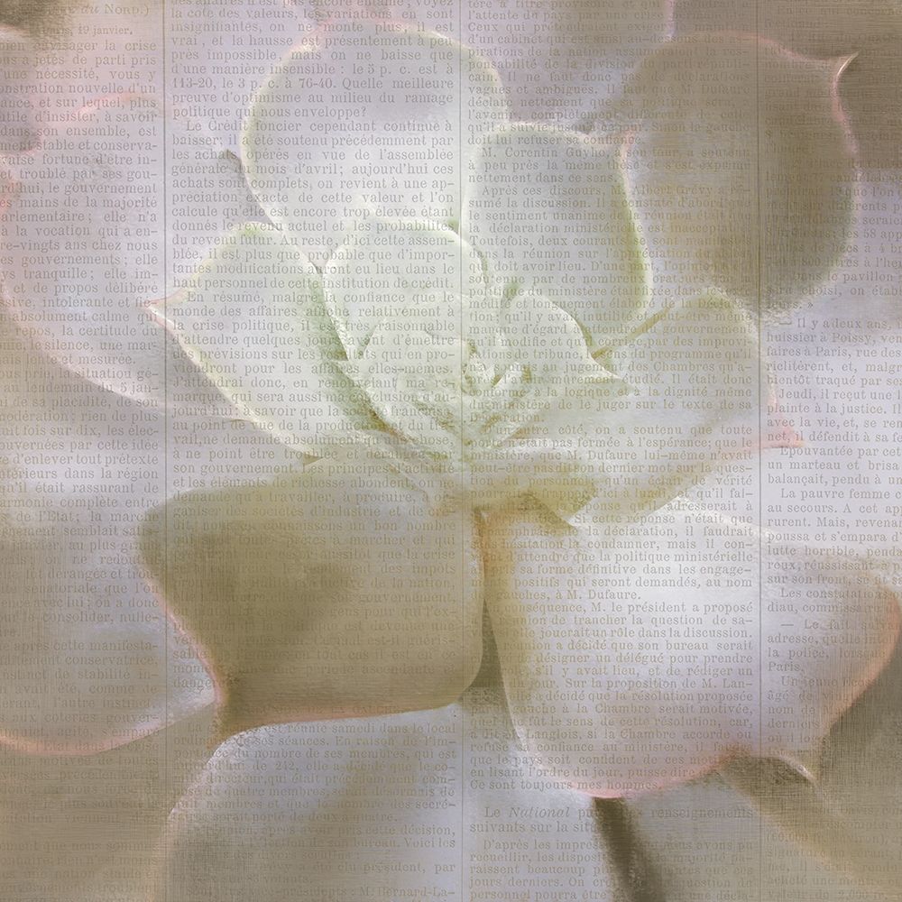 Newspaper Succulent 3 art print by Kimberly Allen for $57.95 CAD