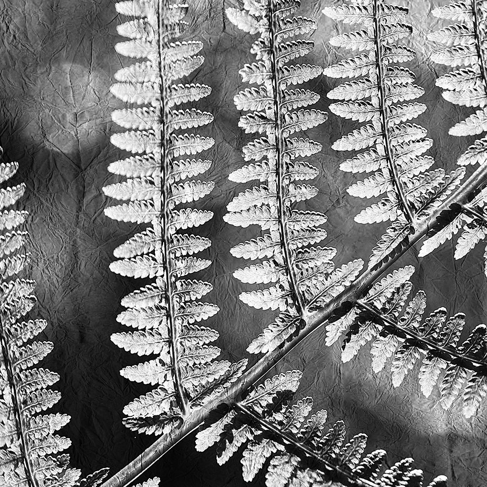 Silver Fern 1 art print by Kimberly Allen for $57.95 CAD