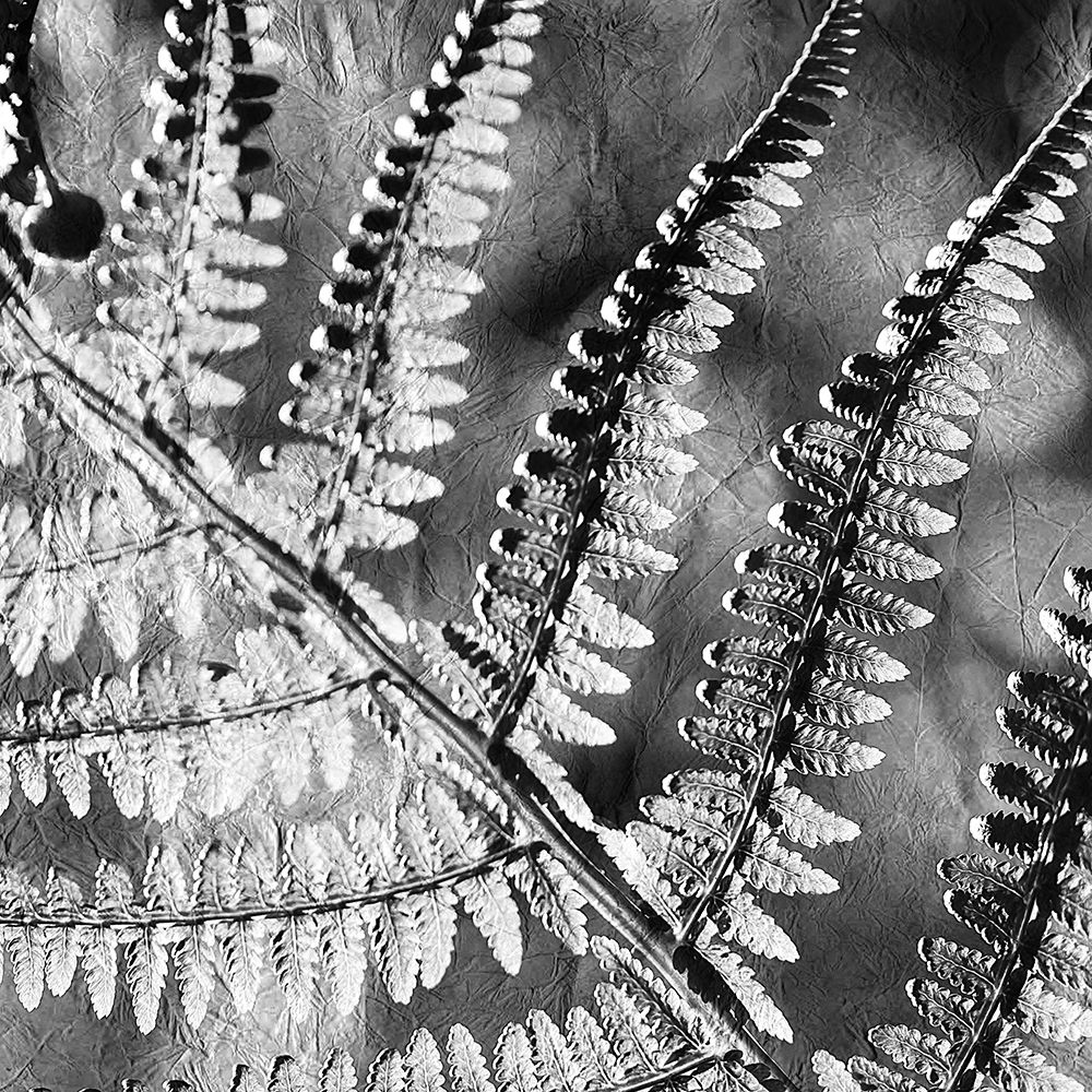 Silver Fern 2 art print by Kimberly Allen for $57.95 CAD