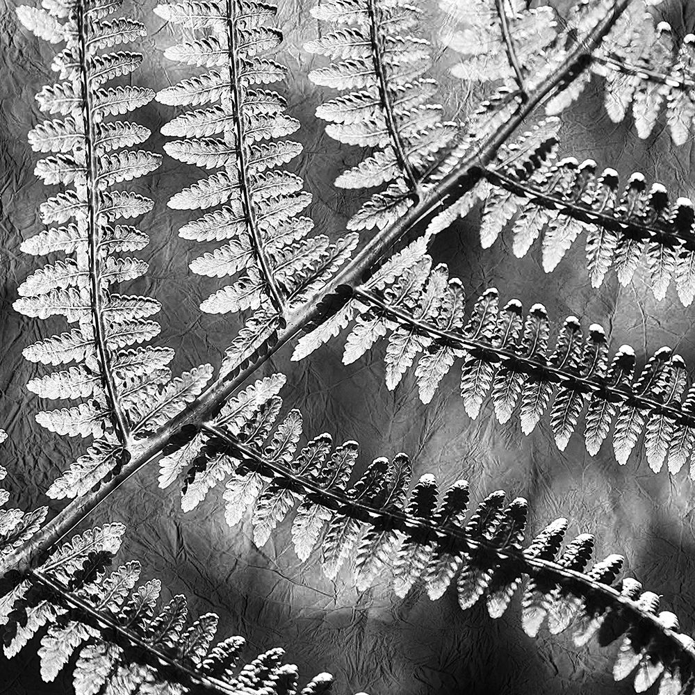Silver Fern 3 art print by Kimberly Allen for $57.95 CAD