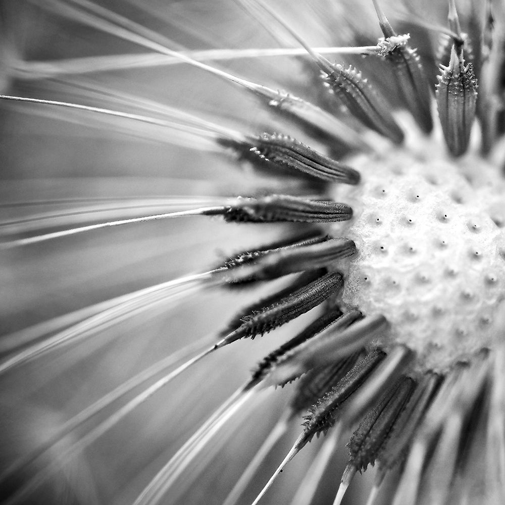 Upclose 1 art print by Kimberly Allen for $57.95 CAD