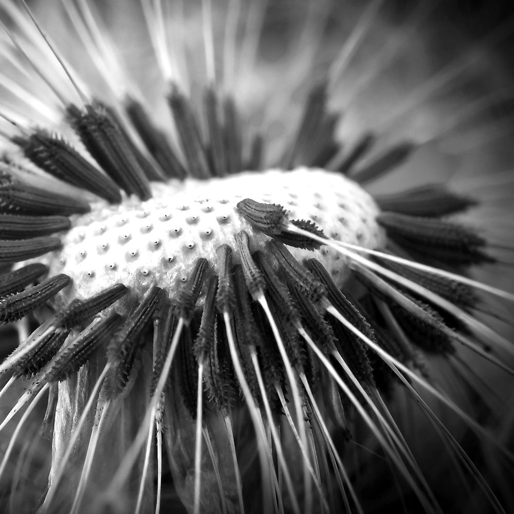 Upclose 2 art print by Kimberly Allen for $57.95 CAD