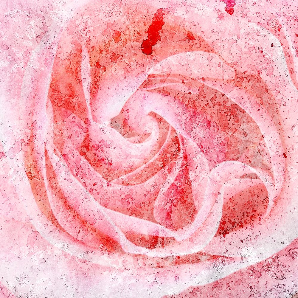 Rose Center art print by Kimberly Allen for $57.95 CAD