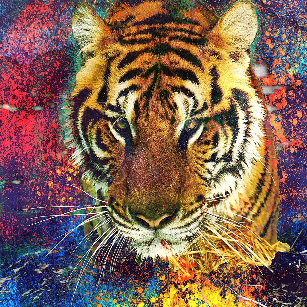 Staring art print by Kimberly Allen for $57.95 CAD