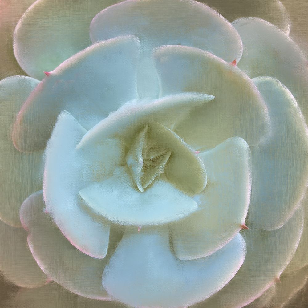 Succulent 1 art print by Kimberly Allen for $57.95 CAD
