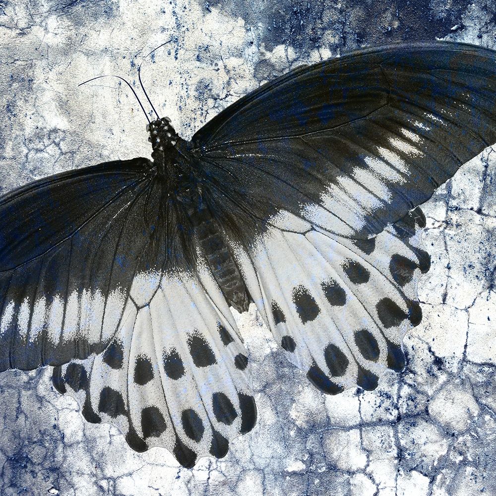 Butterfly Blues 1 art print by Kimberly Allen for $57.95 CAD