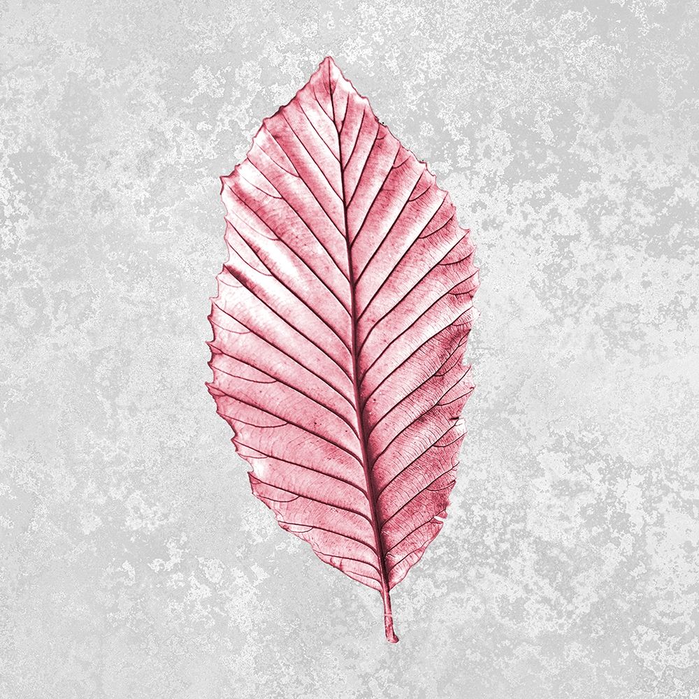 Pink Leaf 1 art print by Kimberly Allen for $57.95 CAD