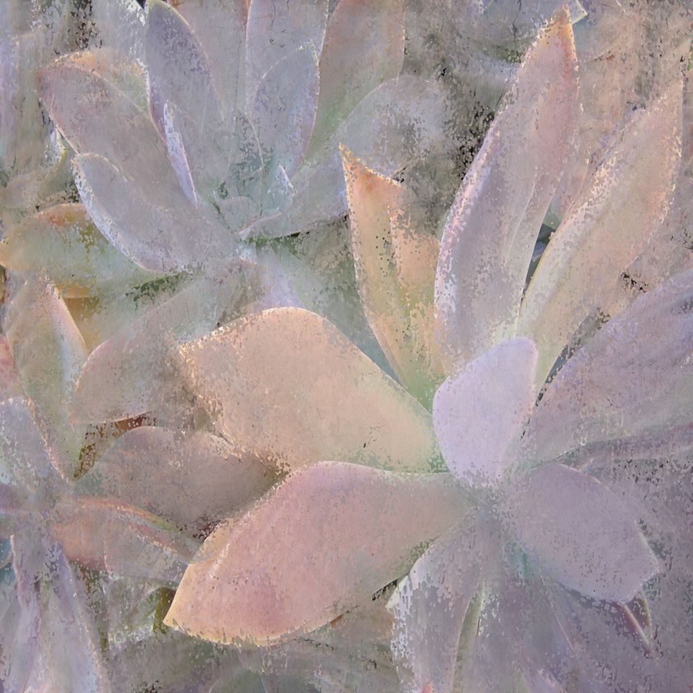 Succulents 2 art print by Kimberly Allen for $57.95 CAD