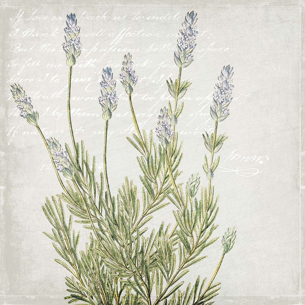 Lavender 1 art print by Kimberly Allen for $57.95 CAD