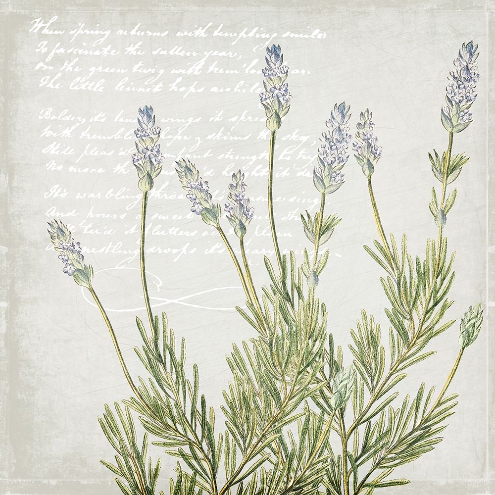 Lavender 2 art print by Kimberly Allen for $57.95 CAD