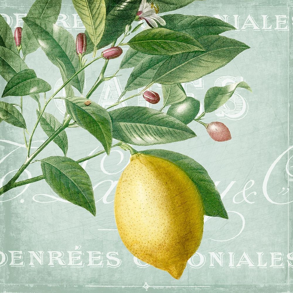 Lemon Drop 1 art print by Kimberly Allen for $57.95 CAD