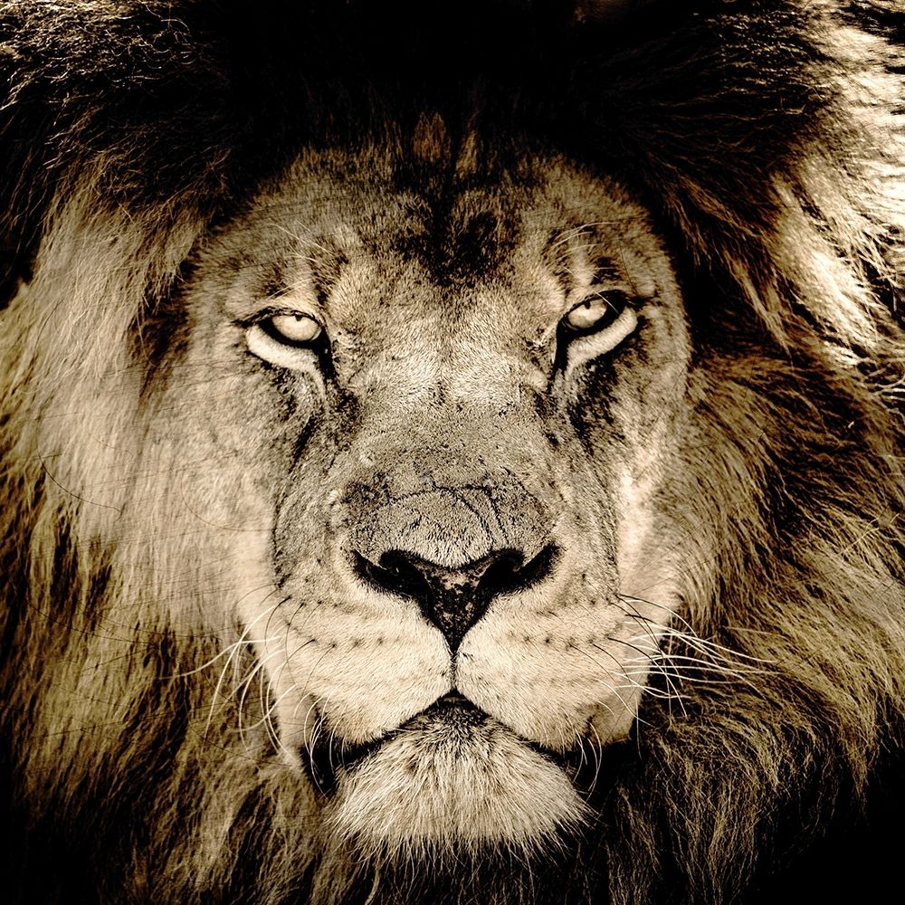 Gaze art print by Kimberly Allen for $57.95 CAD