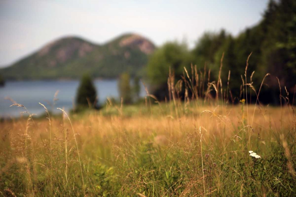 Grassy Field 1 art print by Lisa Colberg for $57.95 CAD