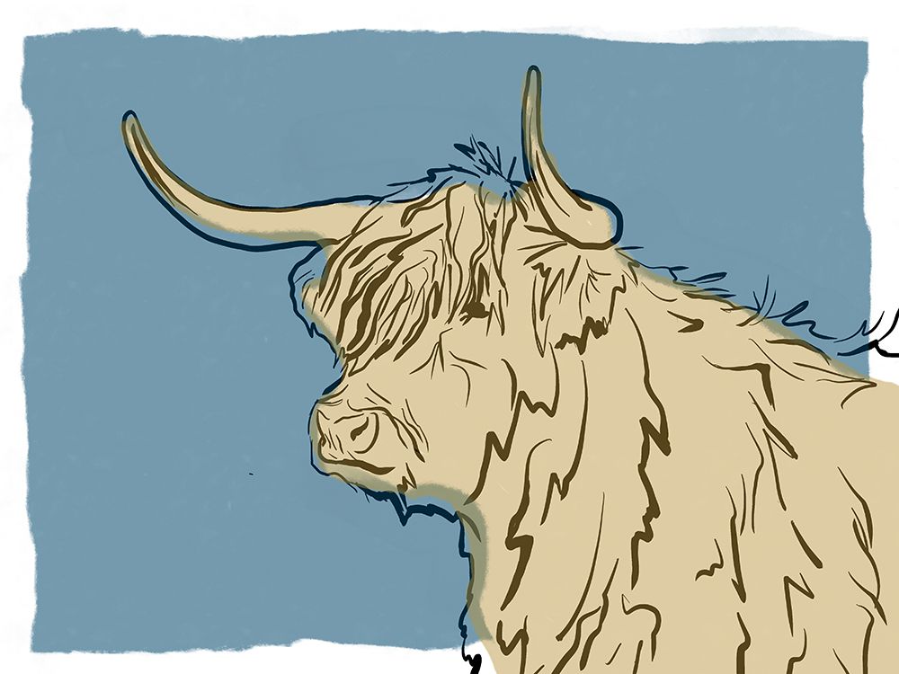 Steer Sketch art print by Leah Noel Art for $57.95 CAD