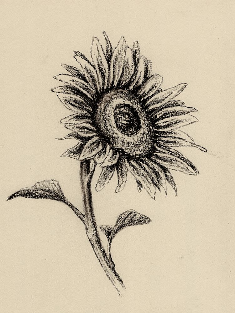 Sunflowers in Charcoal 2 V2 art print by Leah Noel Art for $57.95 CAD