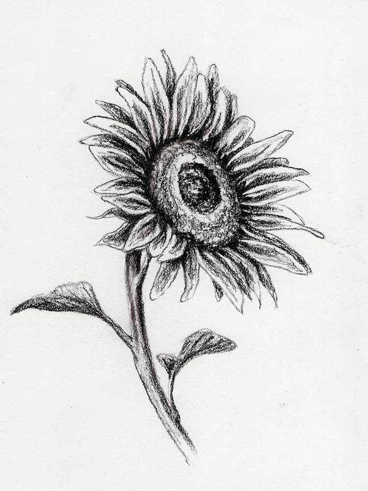 Sunflowers In Charcoal 2 art print by Leah Noel Art for $57.95 CAD