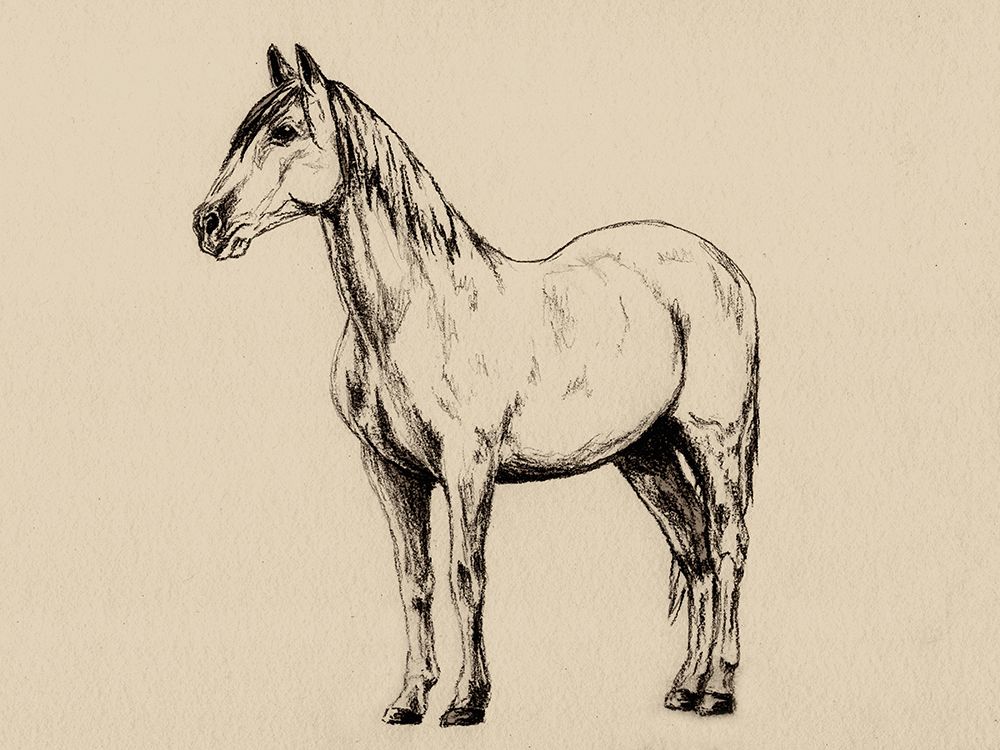 Horse in Charcoal V2 art print by Leah Noel Art for $57.95 CAD