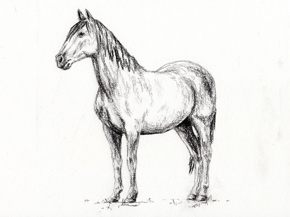 Horse in Charcoal art print by Leah Noel Art for $57.95 CAD