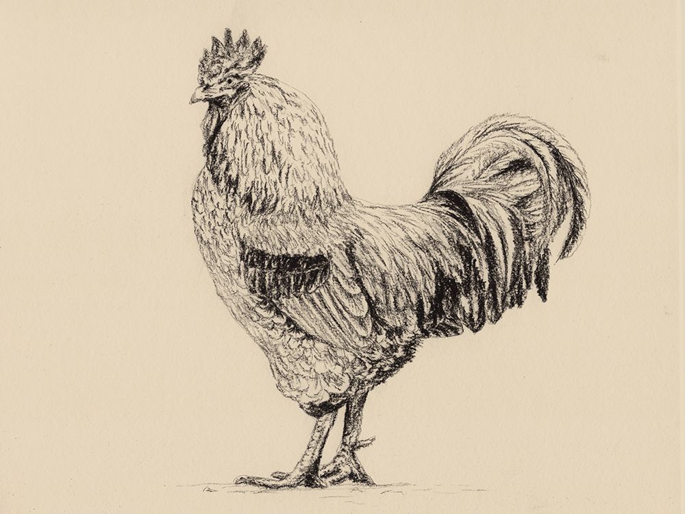 Rooster In Charcoal V2 art print by Leah Noel Art for $57.95 CAD
