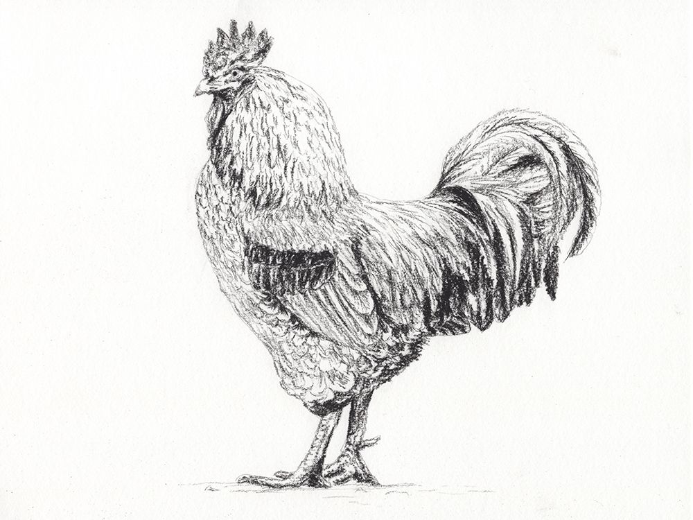 Rooster In Charcoal art print by Leah Noel Art for $57.95 CAD