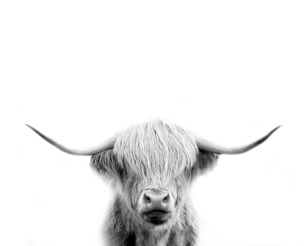 Scottish Cow art print by Leah Straatsma for $57.95 CAD
