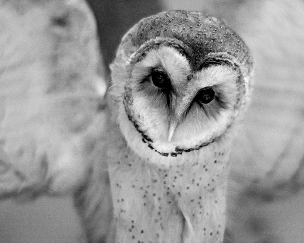 Cute Owl Wings Spread art print by Leah Straatsma for $57.95 CAD