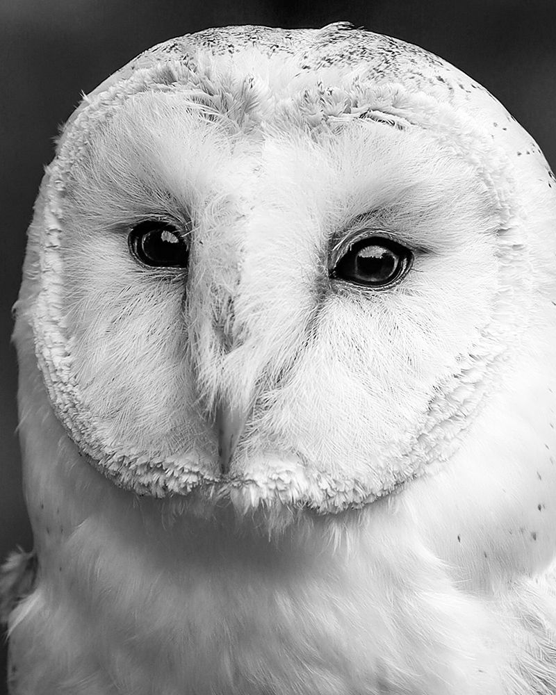 Owl Close Up art print by Leah Straatsma for $57.95 CAD