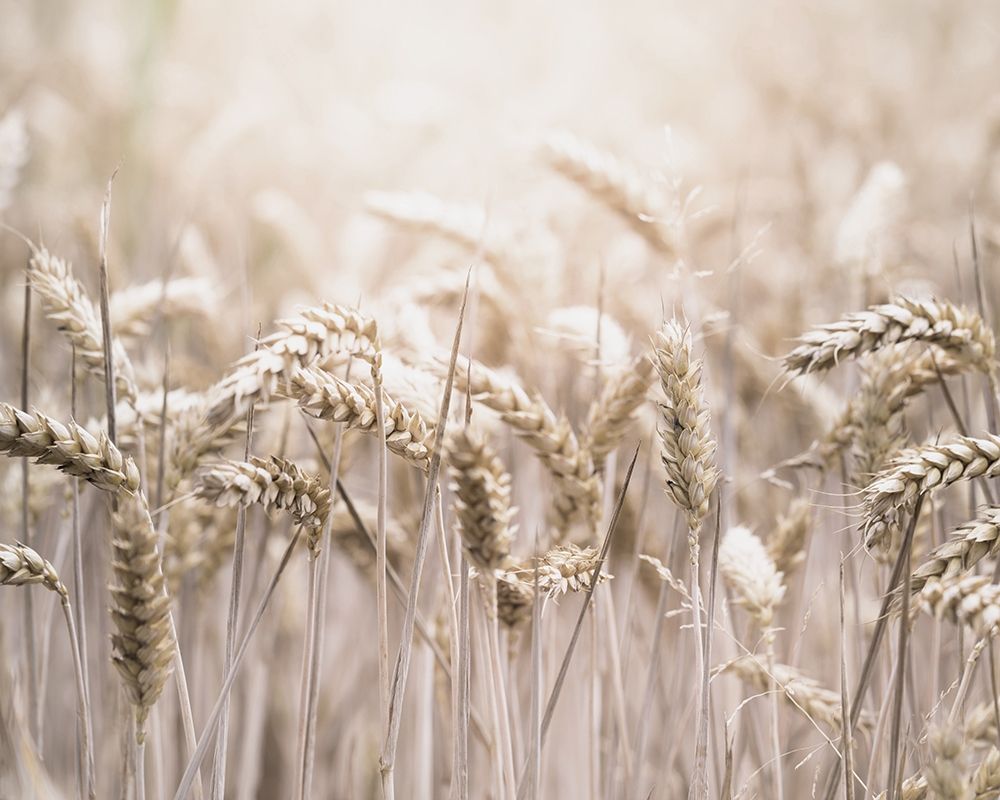 Mute Wheat Field art print by Leah Straatsma for $57.95 CAD