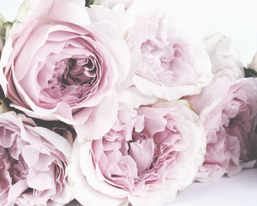 Roses File B art print by Leah Straatsma for $57.95 CAD