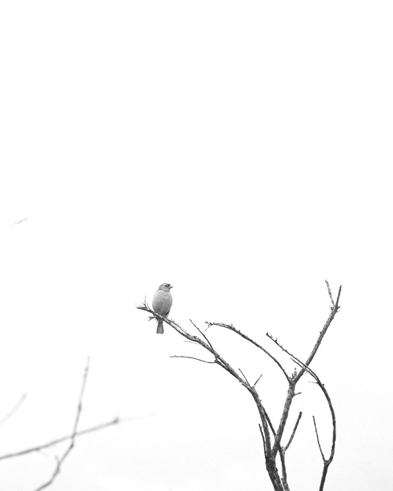 Bleached Branch and Bird art print by Leah Straatsma for $57.95 CAD