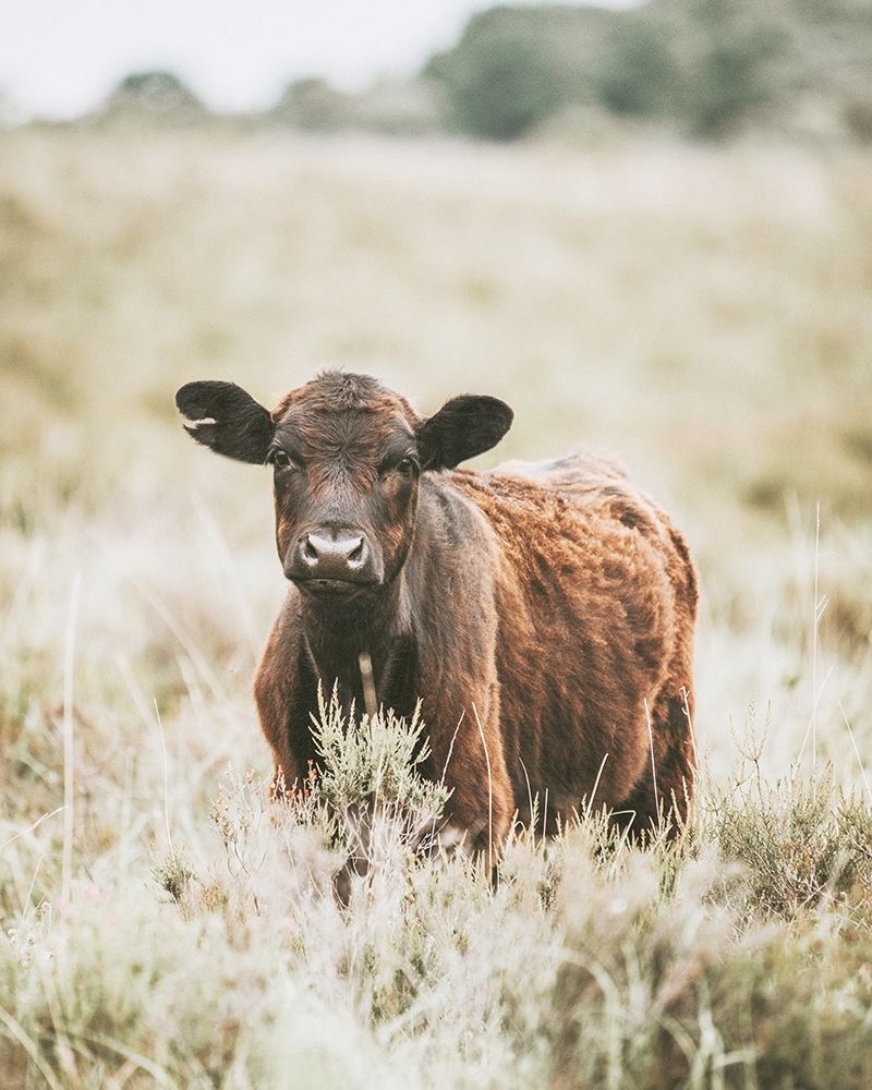 Beautiful Cow In Meadow art print by Leah Straatsma for $57.95 CAD