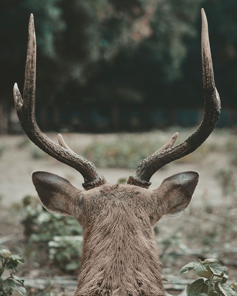 Deer With Antlers art print by Leah Straatsma for $57.95 CAD