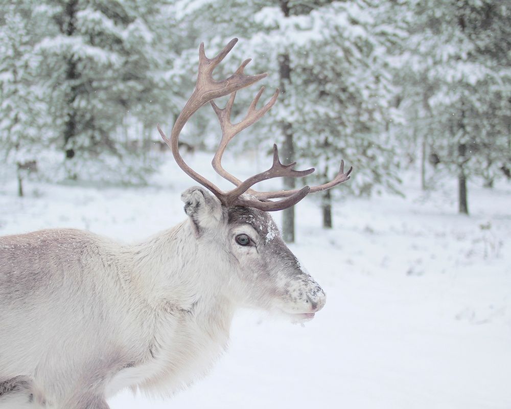 Reindeer in the Woods art print by Leah Straatsma for $57.95 CAD