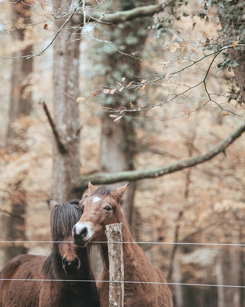 Best Friend Brown Horses art print by Leah Straatsma for $57.95 CAD