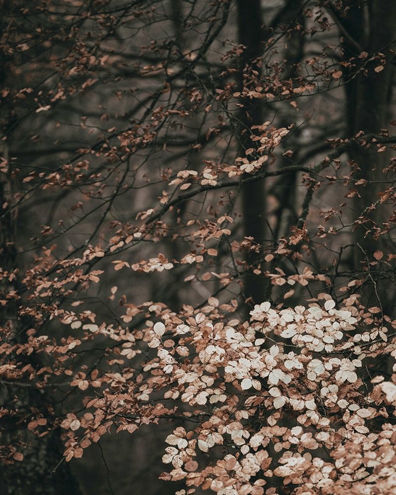 Moody Forest Leaves art print by Leah Straatsma for $57.95 CAD