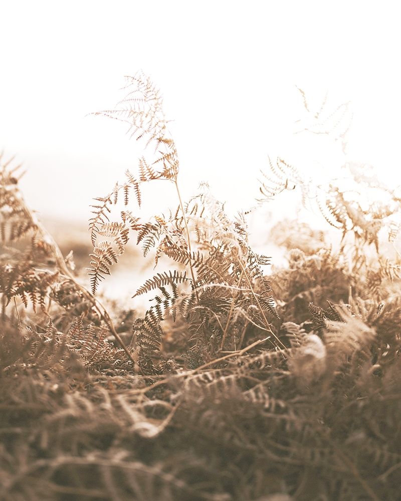 Faded Brown Ferns art print by Leah Straatsma for $57.95 CAD