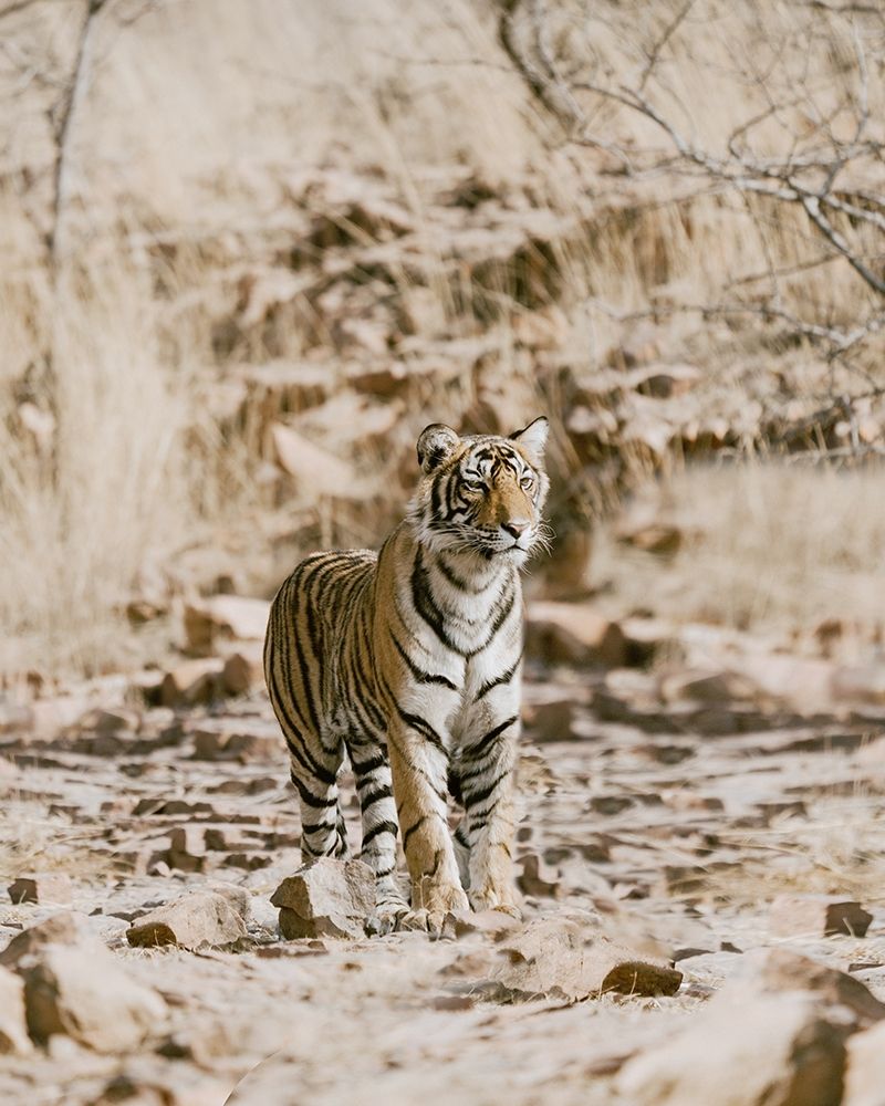Tiger on Rocks art print by Leah Straatsma for $57.95 CAD