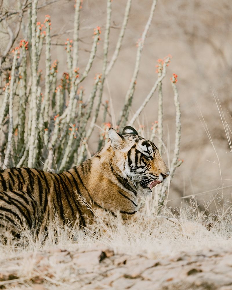 Tiger with Red Florals art print by Leah Straatsma for $57.95 CAD
