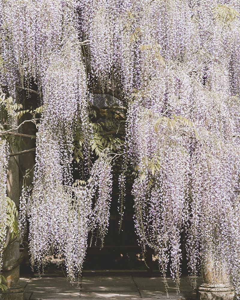 Beautiful Wisteria art print by Leah Straatsma for $57.95 CAD
