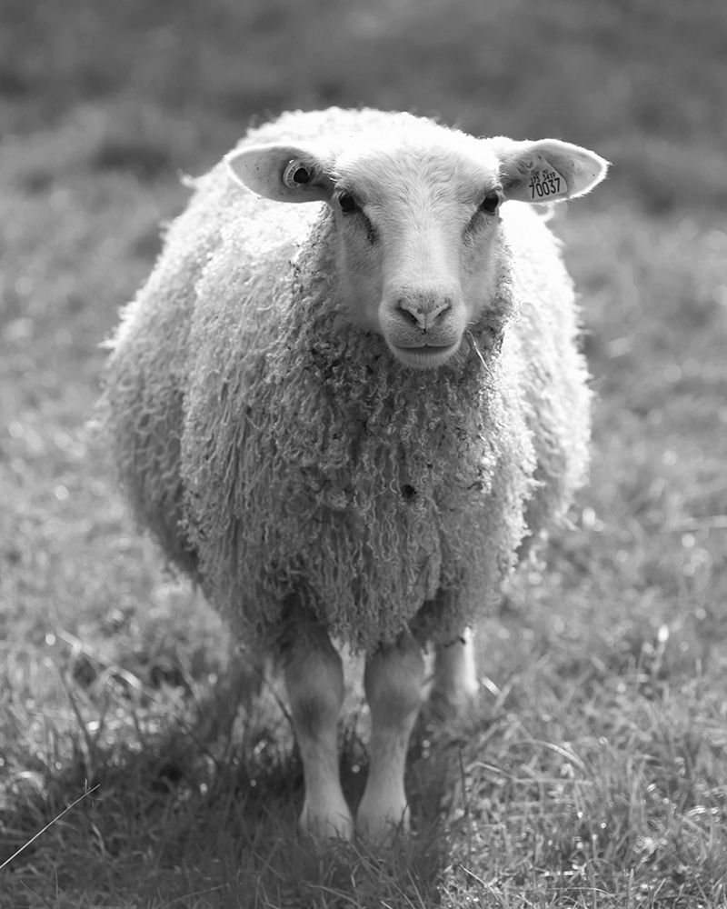 Cute Sheep art print by Leah Straatsma for $57.95 CAD