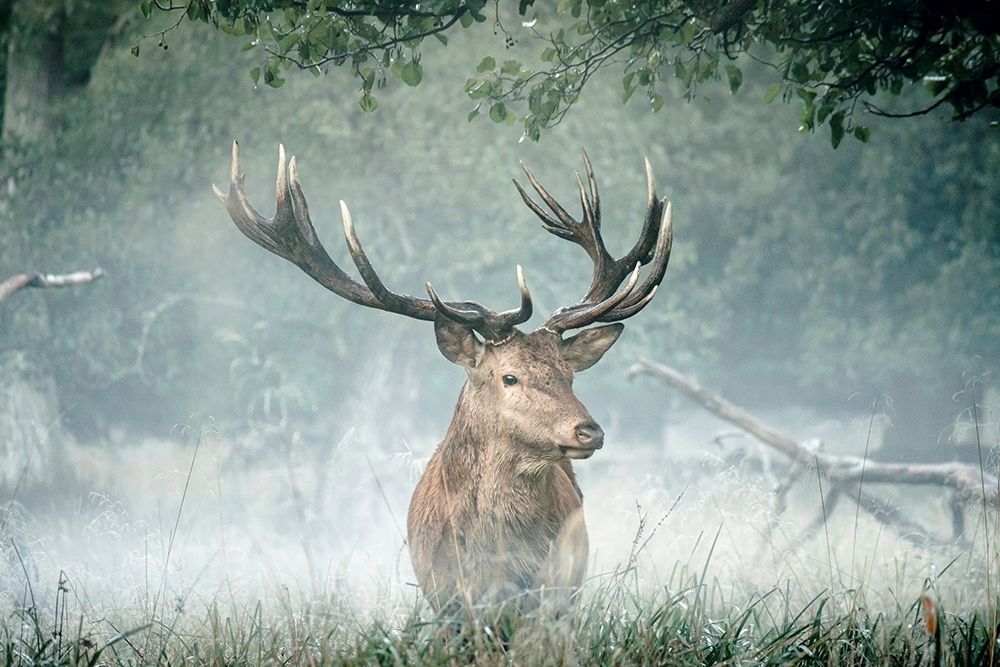 Friend of the Forest art print by Leah Straatsma for $57.95 CAD