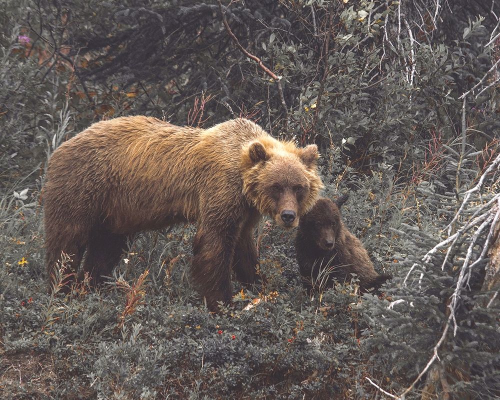 Momma Bear art print by Leah Straatsma for $57.95 CAD