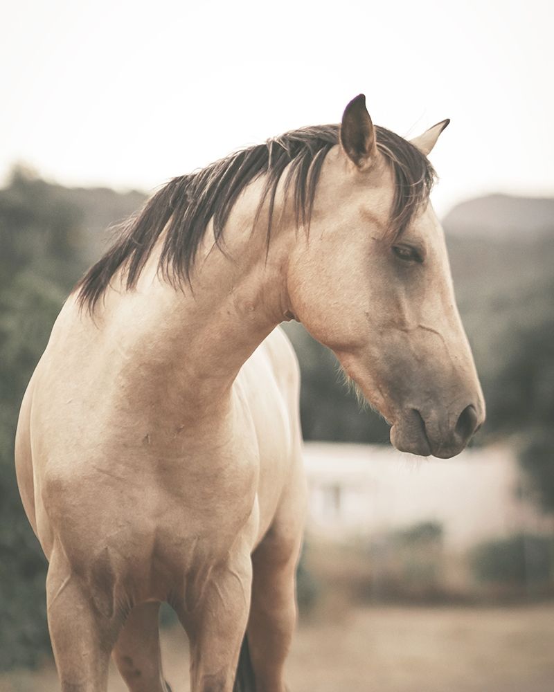 Pale Horse art print by Leah Straatsma for $57.95 CAD